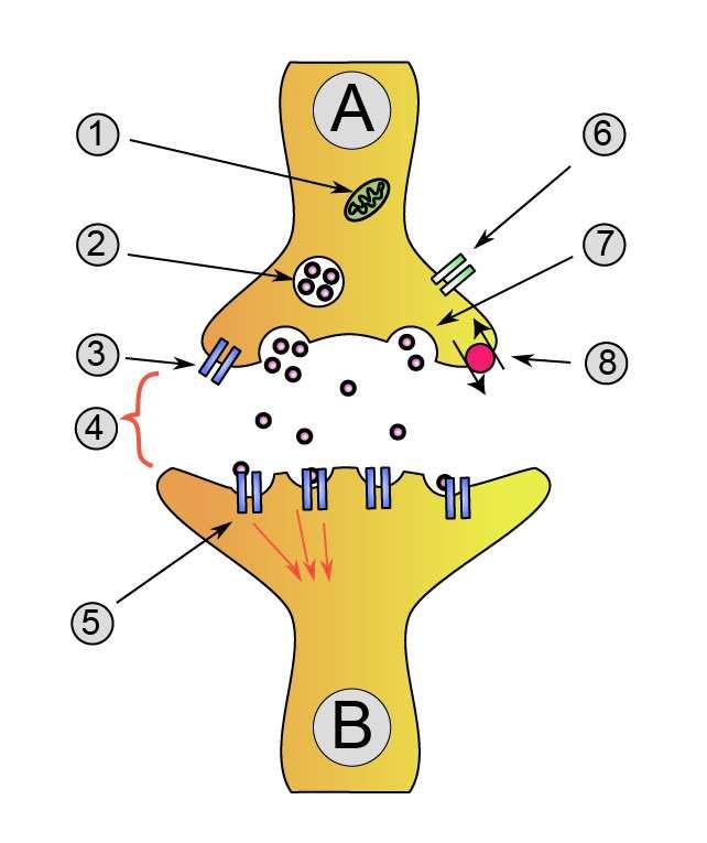 5 Synapsen Die Informationsübertragung zwischen zwei Nervenzellen oder zwischen einer Nervenzelle und einem Erfolgsorgan (z.b. Drüse, Muskel, ) erfolgt durch Austausch von Botenstoffen an einer Synapse.