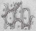 Zu Präparation 1: Die Mundschleimhautzellen sind bei 400-facher Vergrößerung gut zu erkennen. Sie können sowohl einzeln als auch in kleinen Zellgruppen vorliegen.