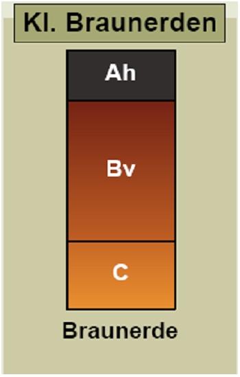 3.1.5 Klasse: Braunerden Braunerden Ah/Bv/C entwickeln sich im gemässigt-humiden Klima aus Rankern oder Regosolen (z.t. auch aus Pararendzinen). Typprägende Prozesse sind die Verbraunung bzw.