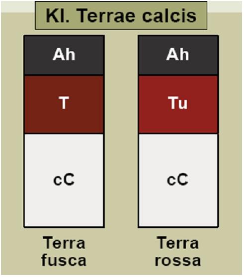Abbildung 8: Klasse der Terrae calcis Mn 2+ reduziert und damit auch in eine leicht lösliche und transportierbare Form übergeführt werden.