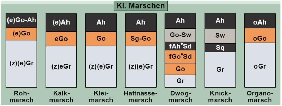 Salzmarsch GoAh/zGr: Wichtige Prozesse sind Setzung, Aussüßung, Sulfidoxidation Kalkmarsch Ah/Go/Gr: nach Entsalzung Klei-/Knickmarsch Aoh/Sd/G,...: nach Entkalkung, d.h. nach Einsatz bodenbildender Prozesse Dwogmarsch Ah/Gs/fAhS/G: mit fossilen A-Horizonten Abbildung 14: Klasse der Marschen 3.