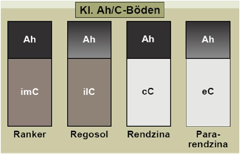 Abbildung 2: Klasse der Ah/C-Böden Für diese Vorlesung relevante Böden sind: Ranker, Rendzina, Pararendzina 3.1.