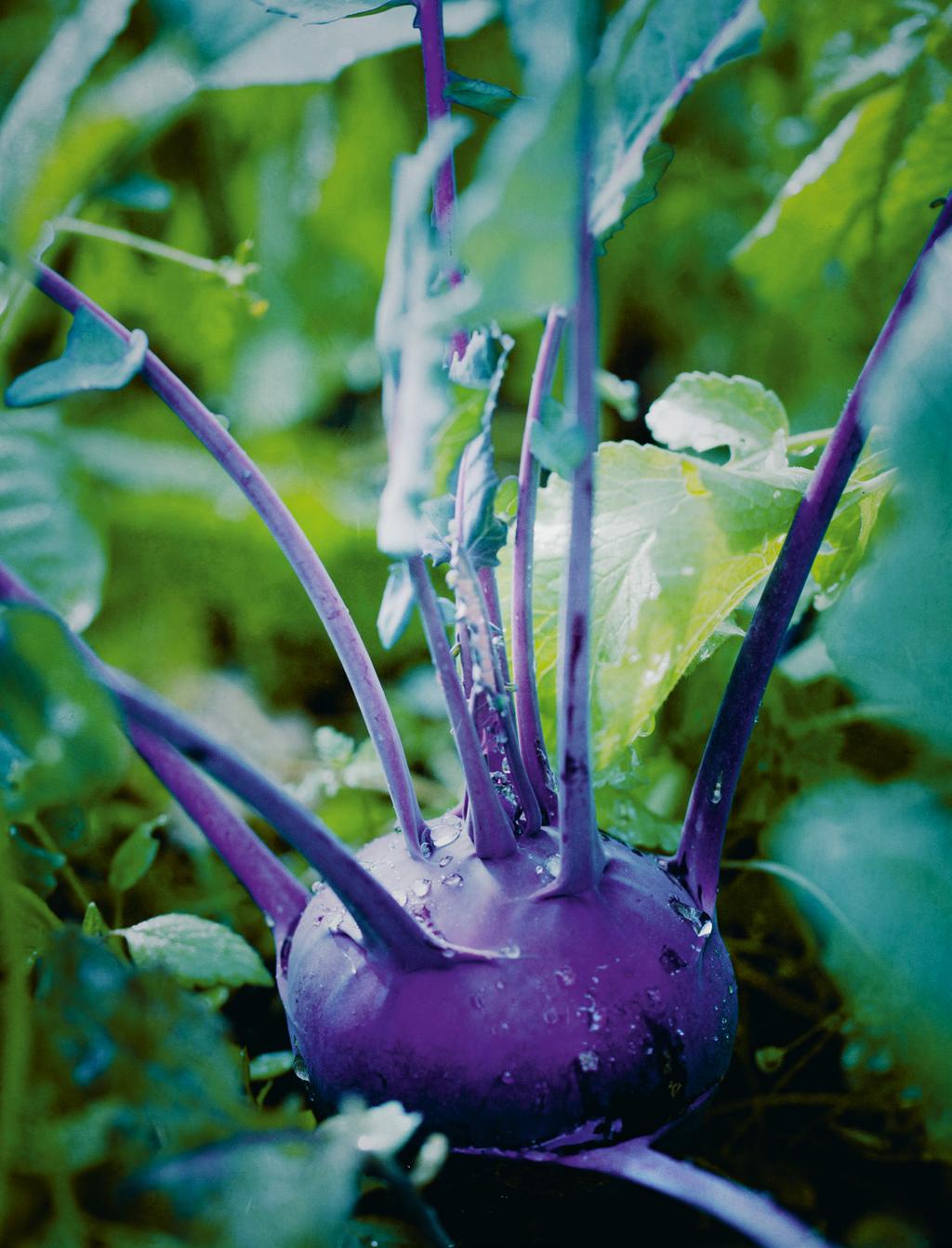 TIPP Beim Kohlrabi lohnt es sich auch mal, violette Sorten anzubauen vor allem im zeitigen