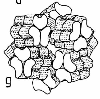 In der Natur kommt das Limulus-Hämocyanin allerdings nicht als Hexamer sonder als Oligohexamer vor. Dieses ist dann zusammengestzt aus 8 Hexameren, und besteht somit aus 48 Untereinheiten (Abb.6,10).