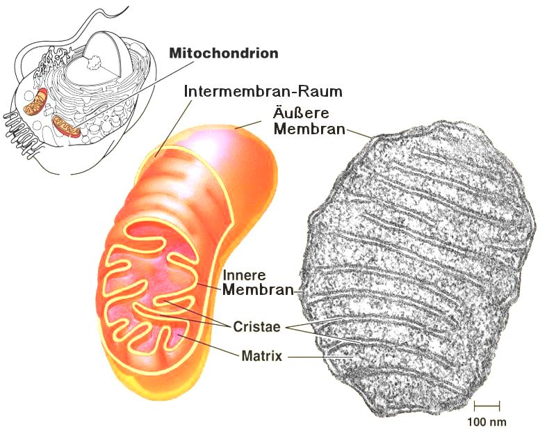 Atmung der Mitochondrien Atmung Übersicht e - Transportkette REAKTION: C 6 H