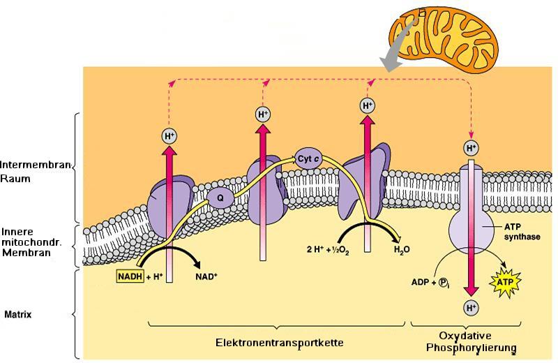 Protonen durch die Membran Komplex I, III und IV Unidirektionales Pumpen ist mit Elektronentransport verbunden Verursacht durch : a.