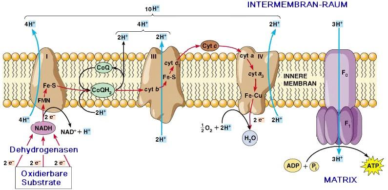D. Zum Ausfüllen Cytochrom b-c1 Komplex Cytochrom Oxidase Komplex [H + ] fließen