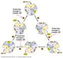 Protein-Komplex formt einen Protonkanal: Protonentranslokator F 1 : Komplex von