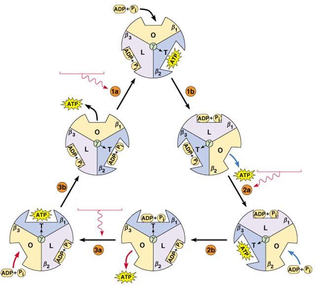 Proteinkomplexes Neues ATPase-Modell Protonen-Fluß durch F0-Komplex γ Rotiert um
