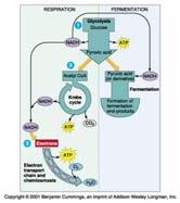 Übersicht Atmung Fermentation Glycolyse Glucose Pyruvat AcetylCoA Krebs Zyklus Pyruvat Bildung von