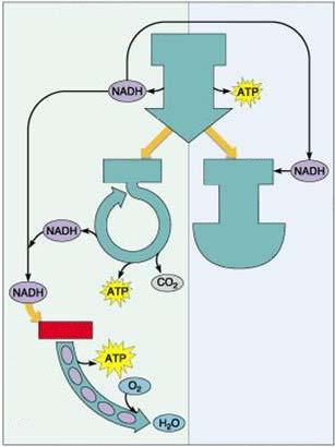 Chemiosmose Gärung in Kurzform Produziert ATP ohne Sauerstoff Keine Elektronentranportkette, da