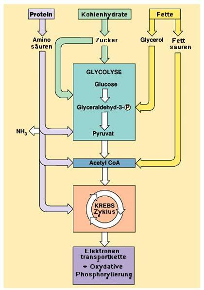 Ausgangssubstrate Glycolyse: Energie-