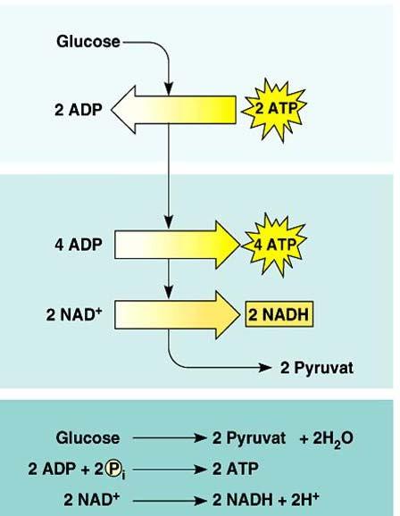 Phosphorylierung, 2 ATP per Molekül pro