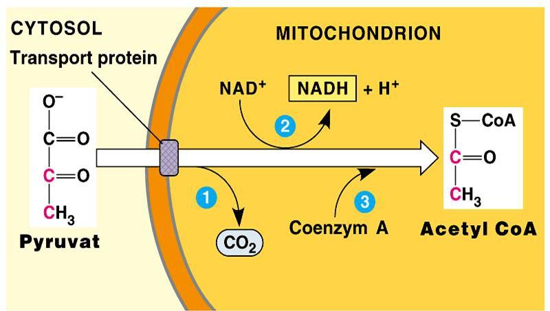 Ende der Glycolyse Netto Ertrag der Glycolyse: 2 ATP und 2 NADH/Glucose Ausmass der Glycolyse