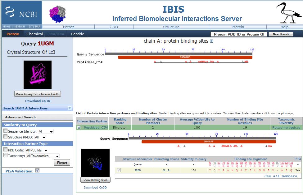 NCBI Structure Group Inferred Biomolecular Interactions Server (IBIS) Suche nach Interaktionspartnern.