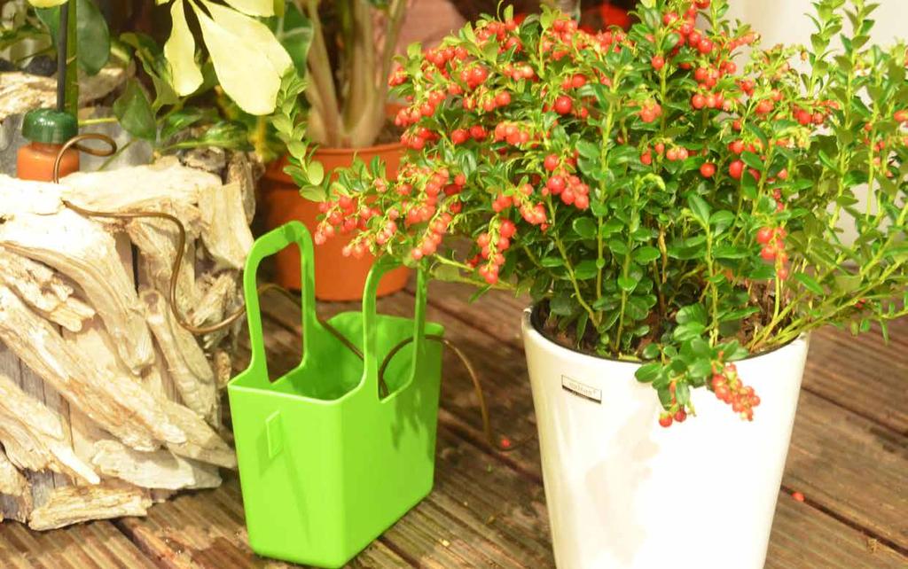 Automatische Bewässerung für Zimmerpflanzen Während Ihres Urlaubs sind Ihre Pflanzen bestens versorgt!