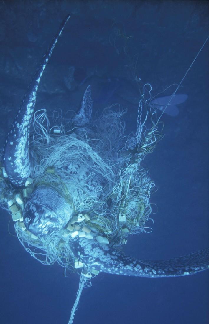 Problem Nr. 3: Der Beifang ist riesig 40% aller Lebewesen, die aus dem Meer gezogen werden, sind Beifang.