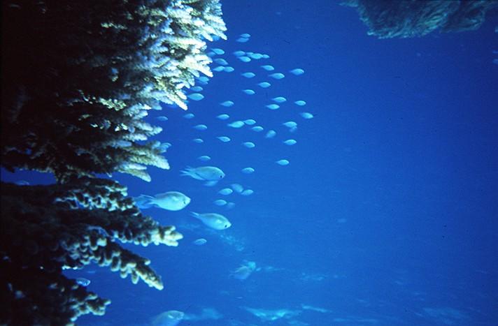 Seit 1970 hat die Artenvielfalt der Meere um 14%