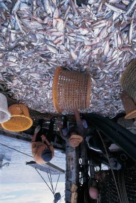 genutzten Fischbestände überfischt oder davon bedroht.