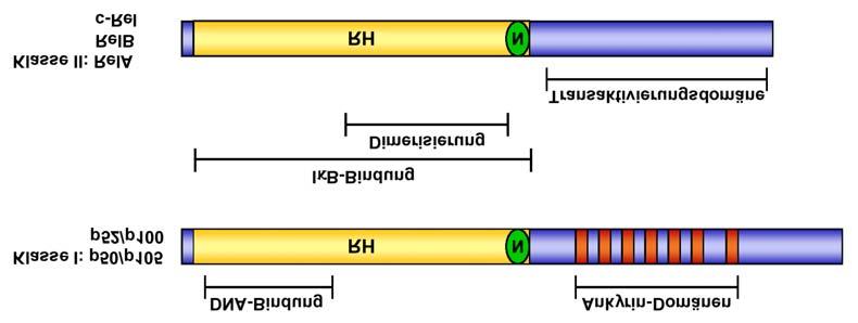 17 Einleitung 1.6. TNFα-induzierte Aktivierung von NF-κB: Vermittlung von Überlebenssignalen TNFα kann neben der Induktion von Apoptose auch Überlebenssignale in der Zelle induzieren (105).