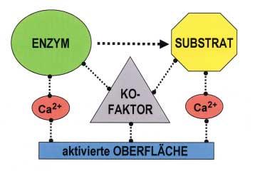 86/12 Preissner Im Zusammenspiel mit hochmolekularem Kininogen aktiviert der bimolekulare Faktor XIa den Vitamin-K-abhängigen Gerinnungsfaktor IX.