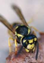 Gemeinen Wespe die häufigste heimische Faltenwespe. Sie baut ihr Nest entweder unterirdisch in alten Mäusenestern oder oberirdisch an dunklen, gut getarnten Orten, z.b. in verborgenen Winkeln auf Dachböden.