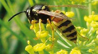 Die Rote Wespe ist überall häufig, aber deutlich seltener als die Gemeine Wespe. Die wenig aggressive Art nistet stets in unterirdischen Höhlungen (kein Freinister).