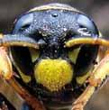 Ihre Wespen-Tarnung soll der Abschreckung von Vögeln und anderen Fressfeinden dienen, indem man Gefährlichkeit vortäuscht. Diese Tiere sind aber vollkommen harmlos, sie stechen und beißen nicht!