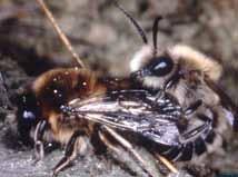 Was sind Wespen? Wespen und Hornissen sind Insekten. Sie gehören zum Stamm der Hautflügler (Hymenoptera).
