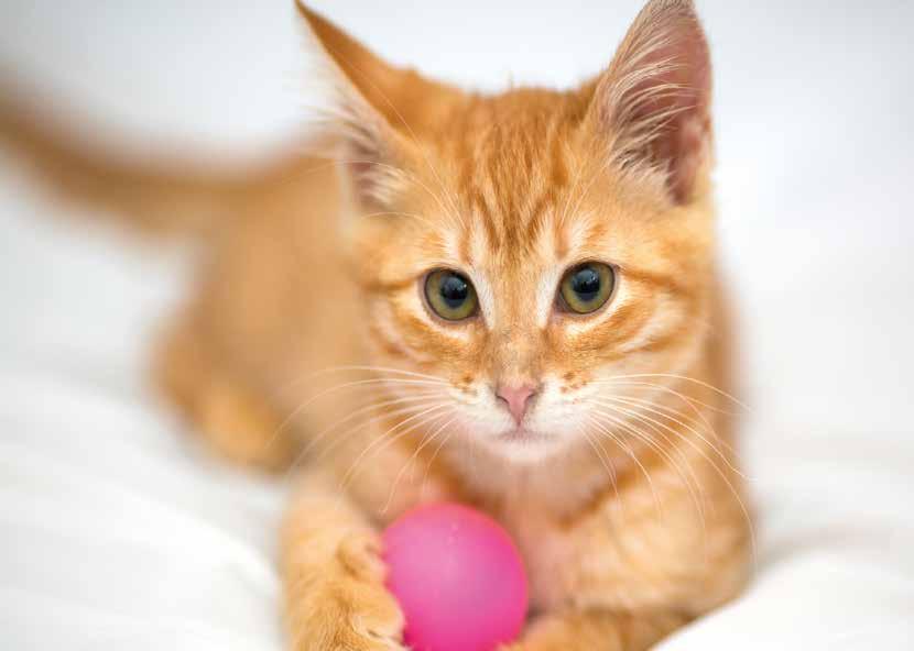 Kastration von Katze und Kater Kleiner Eingriff große Wirkung: für die Gesundheit und Lebenserwartung Ihrer Katze für den Tierschutz Deutlich höhere Lebenserwartung Weniger