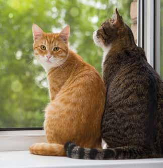 Wissenswertes zum Thema Kastration Rund um das Thema Katzenkastration tauchen bei KatzenbesitzerInnen und TierliebhaberInnen viele Fragen und Unsicherheiten auf.