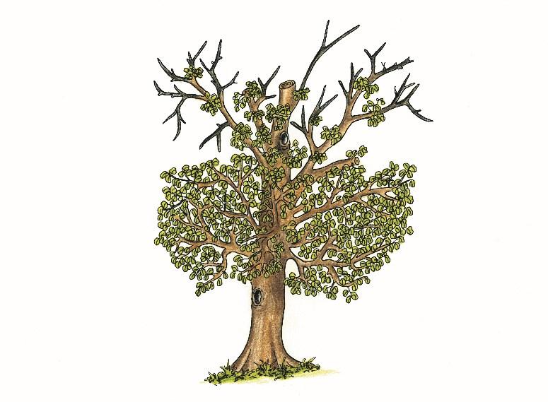 Reiterationstyp C Abb. 6: Dr. Gunnar Kleist, Reaktion eines alten Baumes nach drastischen Beeinträchtigungen.