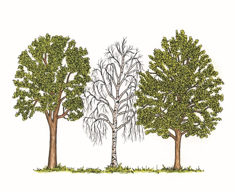 Abb. 11: Dr. Gunnar Kleist, Baumarten des Reiterationstyps D haben keine oder kaum eine zweite Chance. Selbst vitale Bäume können nach erheblichem Stress plötzlich absterben.