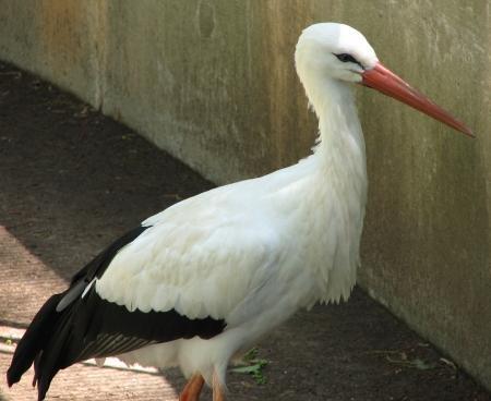 SCHOOL-SCOUT Der Storch Seite 44 von 65 Der Storch Der Storch ist einer der bekanntesten Vögel Deutschlands.