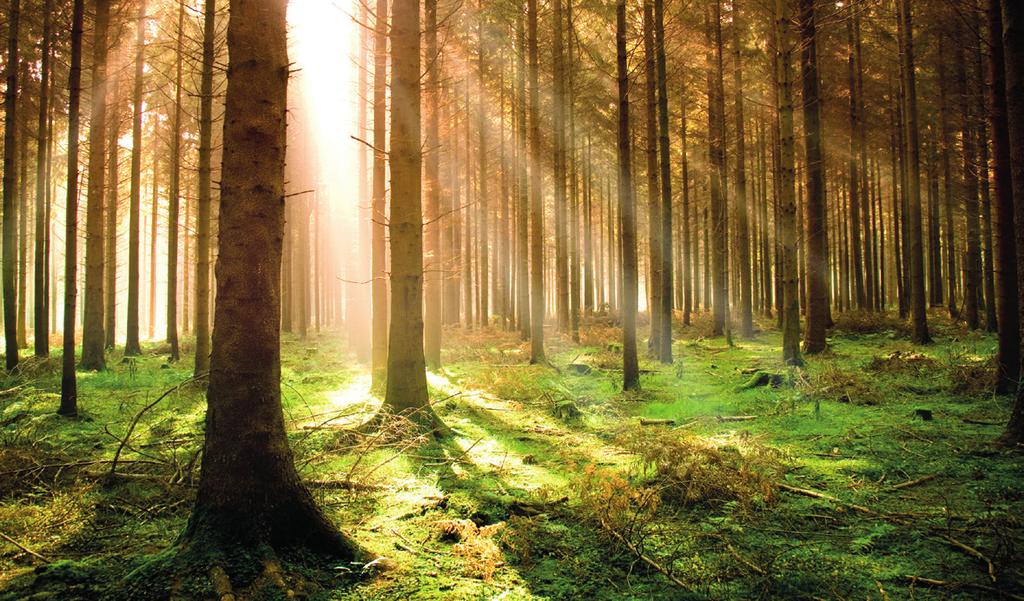 Das Land der privaten Wälder Finnland zählt zu den Leadern in der europäischen Waldwirtschaft und Holzindustrie. Finnlands Landfläche ist zu 78 % (23 Million Hektar) mit Wald bedeckt.