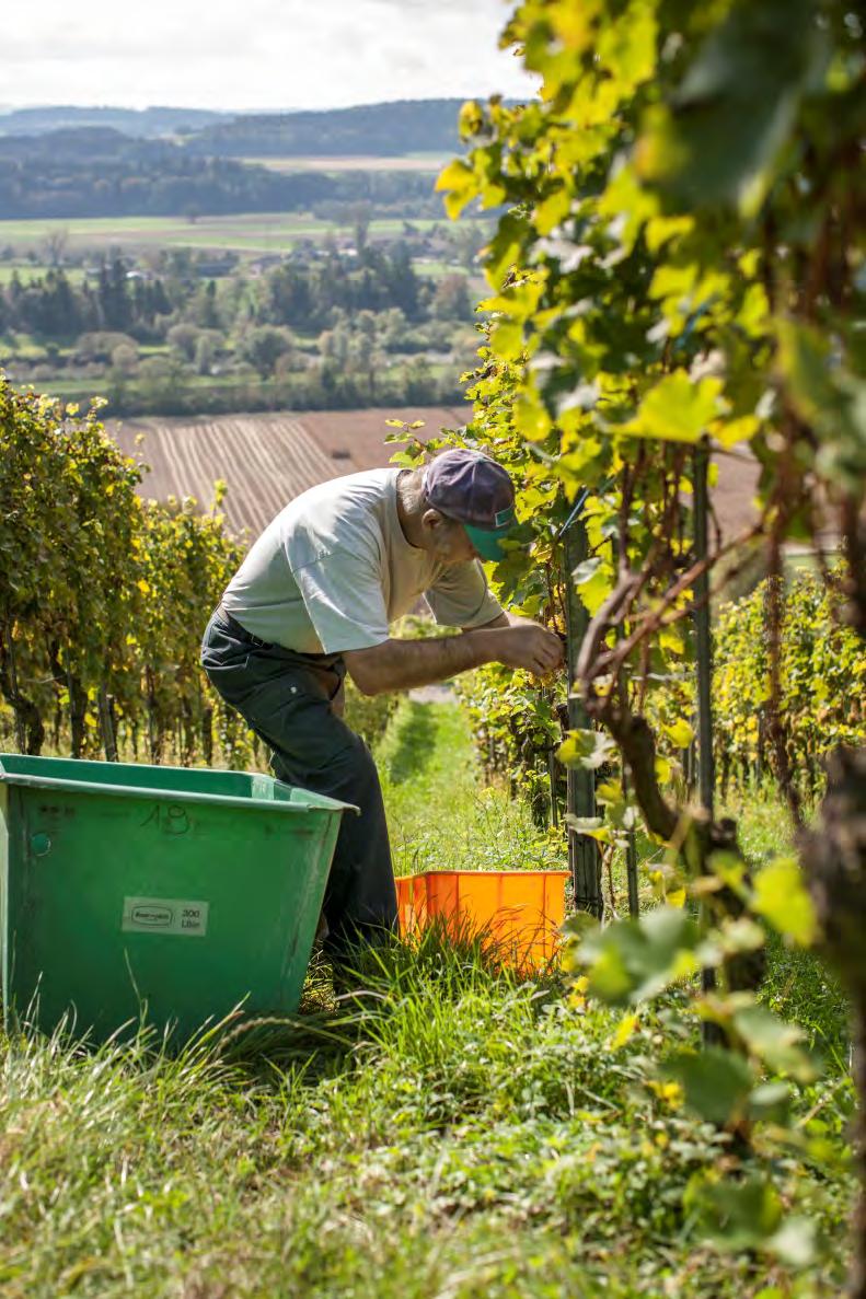 Wein Angebot Anbauflächen steigen, aber noch unterdurchschnittlich 398 ha Knospe Reben (= 2.