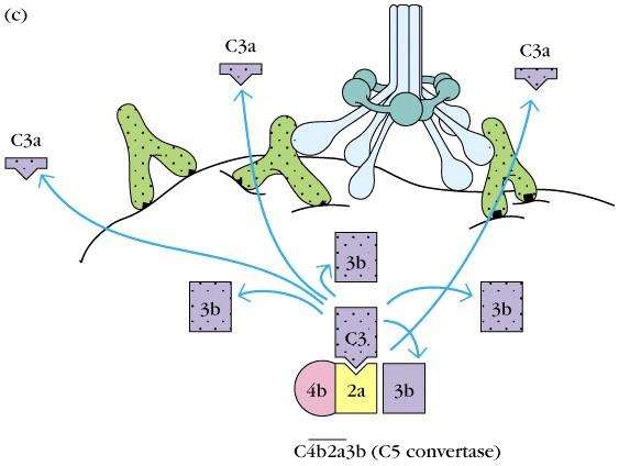 Komponenten des klassichen Weges C1q setzt sich aus sechs Untereinheiten mit gloulären Köpfen und kollagenähnlichen Schwänzen zusammen.