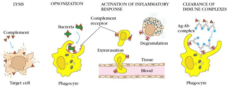 Funktionen des Komplementsystems: 1. Lyse: Zellen, Bakterien, Pilze, Viren 2. Opsonisierung: hilft ei der Phagozytose und der Antigen-Eliminierung 3.