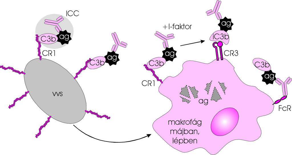 Entfernung der mit C3-Fragmenten assoziierten Immunkomplexe aus dem Blut: Antigen +