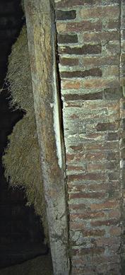 29 (links): Graues Langohr in einer Mauerspalte einer unver putzten Wand. Abb.