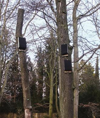 Sie dürfen aber kein Argument dafür sein, natürliche Quartiere in Wäldern nicht zu erhalten! Fledermauskästen Fledermauskästen bieten den Baumfledermäusen ein Quartier.