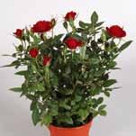 Verwenden Sie die Parade für den Garten Rosen einzeln oder als Gruppenpflanzung, in einem Kübel im Freien oder im Wintergarten, auf der Terrasse oder ausgepflanzt im Beet.