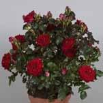 Palace Rosen sind perfekt geeignet für die Verwendung als Blickfang in Containerpflanzungen oder für dekorative Arrangements in einer Pflanzschale.