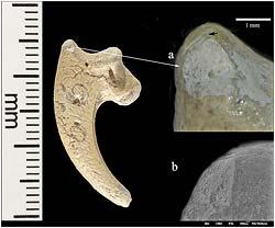 Schon 80.000 Jahre vor Homo sapiens Die Krallen wurden poliert (a) und mit Kerben versehen (Pfeil). Siehe: http://www.scinexx.