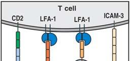 CD3-positiver Zellen 90-99% 1-10% TCR-V-Gensegment-