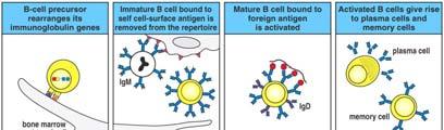 Entwicklung von B-Zellen umfasst