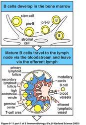 B-Zellen vor Apoptose schützen
