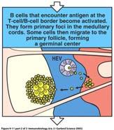 B-Zellen zirkulieren durch die