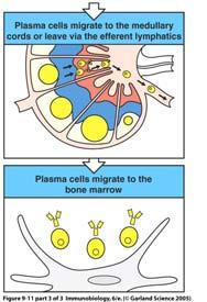 Organe Aktivierte B-Zellen