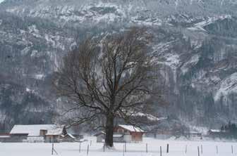 50 5. WETTER UND KLIMA 1 DER WINDSCHIEFE BAUM Dieser Baum steht in Meiringen im Berner Oberland. Der Wind hat den freistehenden Baum in eine schiefe Lage wachsen lassen.